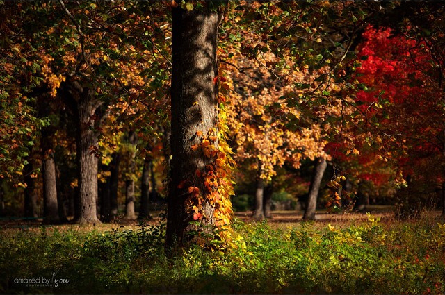 Fabyan Forest Preserve - Sue Braunsky - Amazed by You Photography